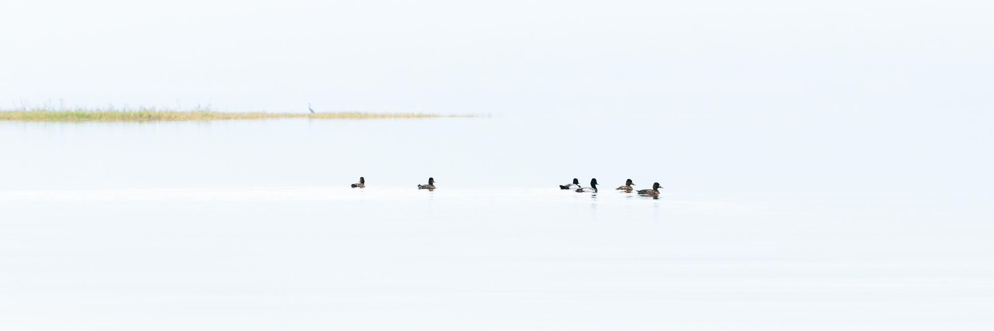 Fine Art Photography of ducks gliding across still lake with crane watching, School Limited Edition evoking curiosity, unity, and quiet reflection.