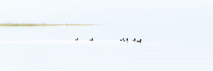 Fine Art Photography of ducks gliding across still lake with crane watching, School Limited Edition evoking curiosity, unity, and quiet reflection.