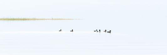 Fine Art Photography of ducks gliding across still lake with crane watching, School Limited Edition evoking curiosity, unity, and quiet reflection.