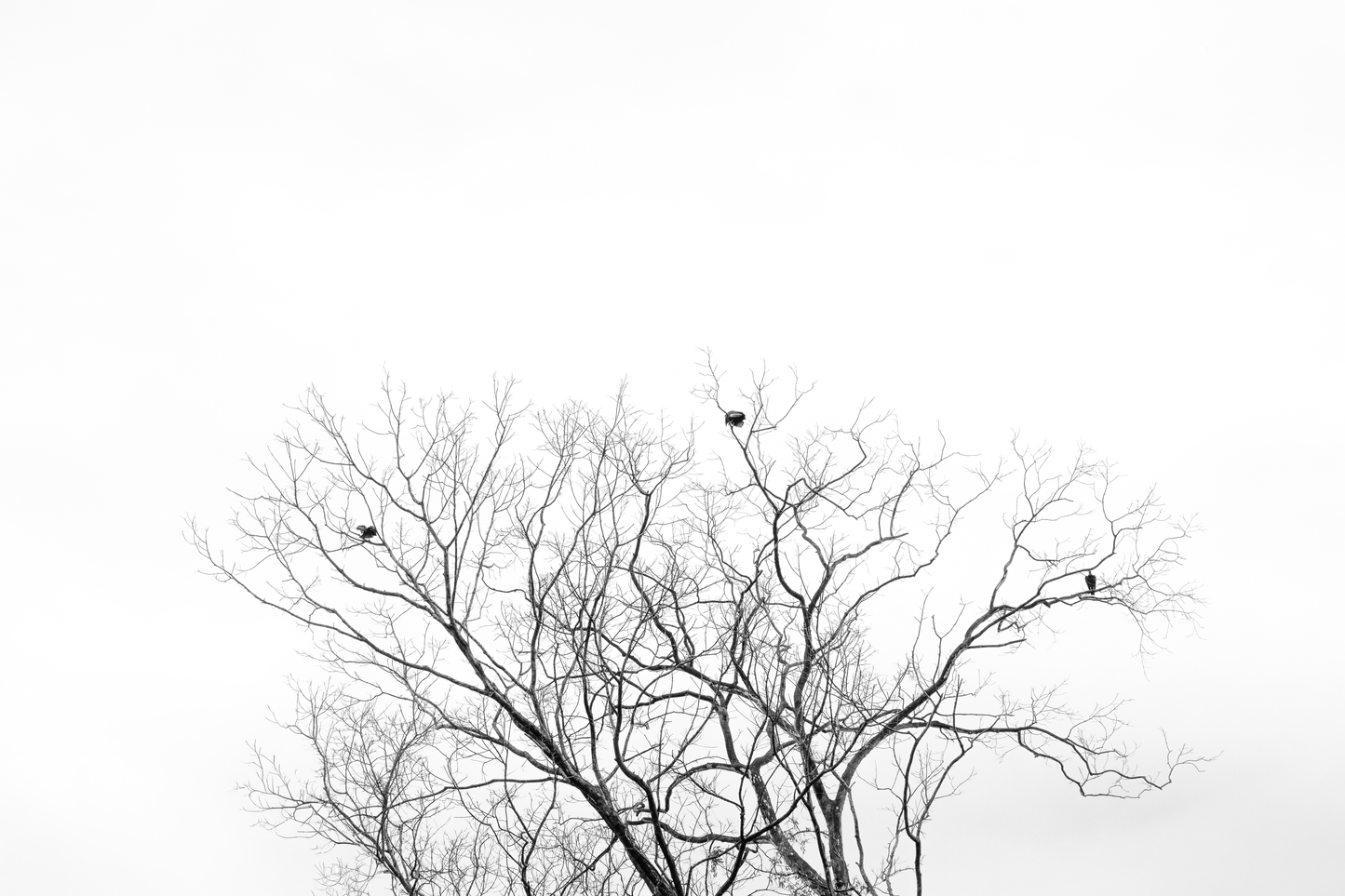 TRIO