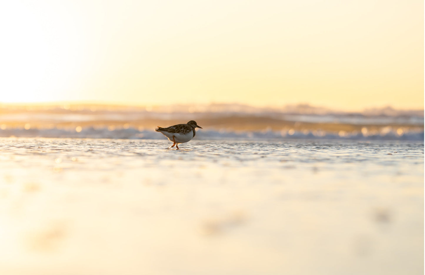 GOLDEN HOUR