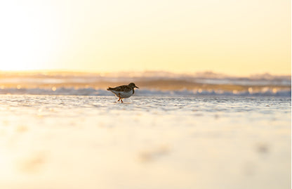 GOLDEN HOUR